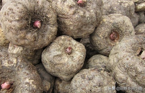 魔芋高产种植技术,怎样种植魔芋高产