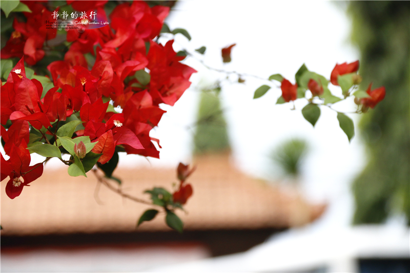 印尼猫屎咖啡比普通咖啡贵几倍,雅丁山印尼猫屎风味咖啡价格