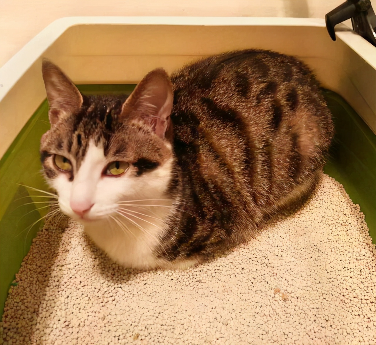 新手养猫，必备清单｜拒交智商税