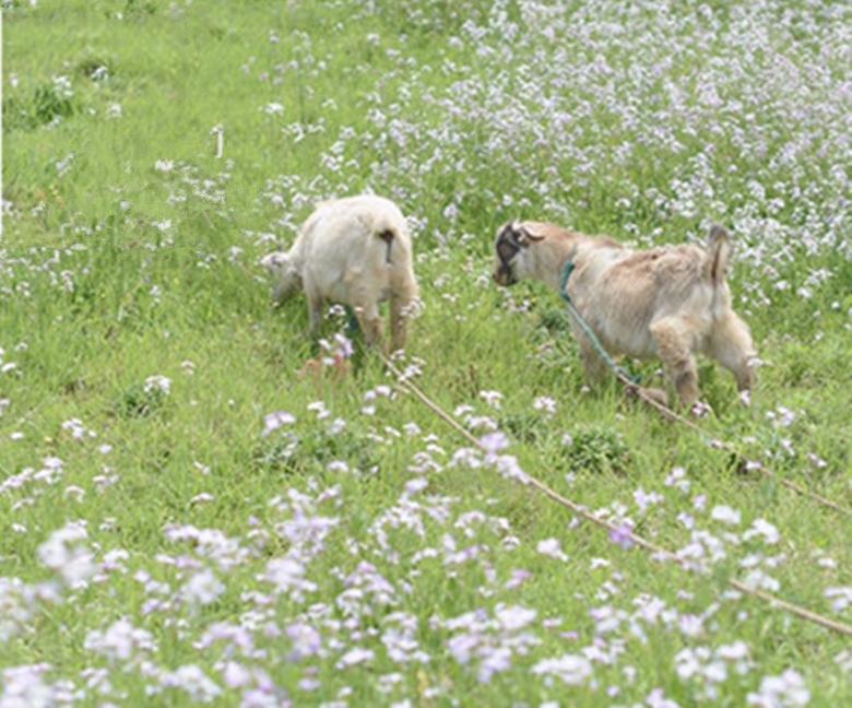 巴厘岛世界顶级海岛,离上海最近的绝美海岛枸杞岛