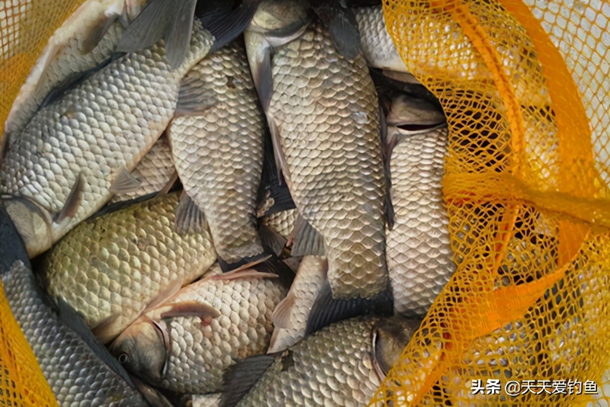 冬季钓鱼的五个干货技巧,冬季钓鱼如何让鱼获翻倍