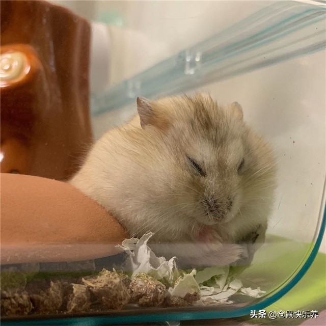 仓鼠挑食几招能让仓鼠乖乖吃饭,仓鼠不爱吃鼠粮只吃面包虫