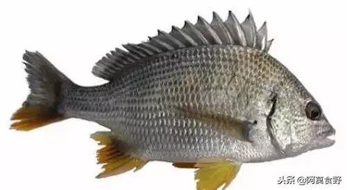 便宜常见海鲜鱼有哪些,各种名贵鱼的种类