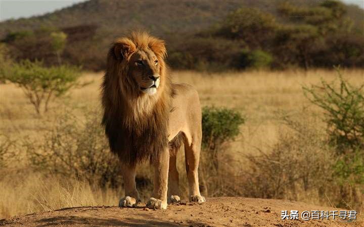 王者也会栽跟头——盘点在野生环境中杀死过成年老虎狮子的动物
