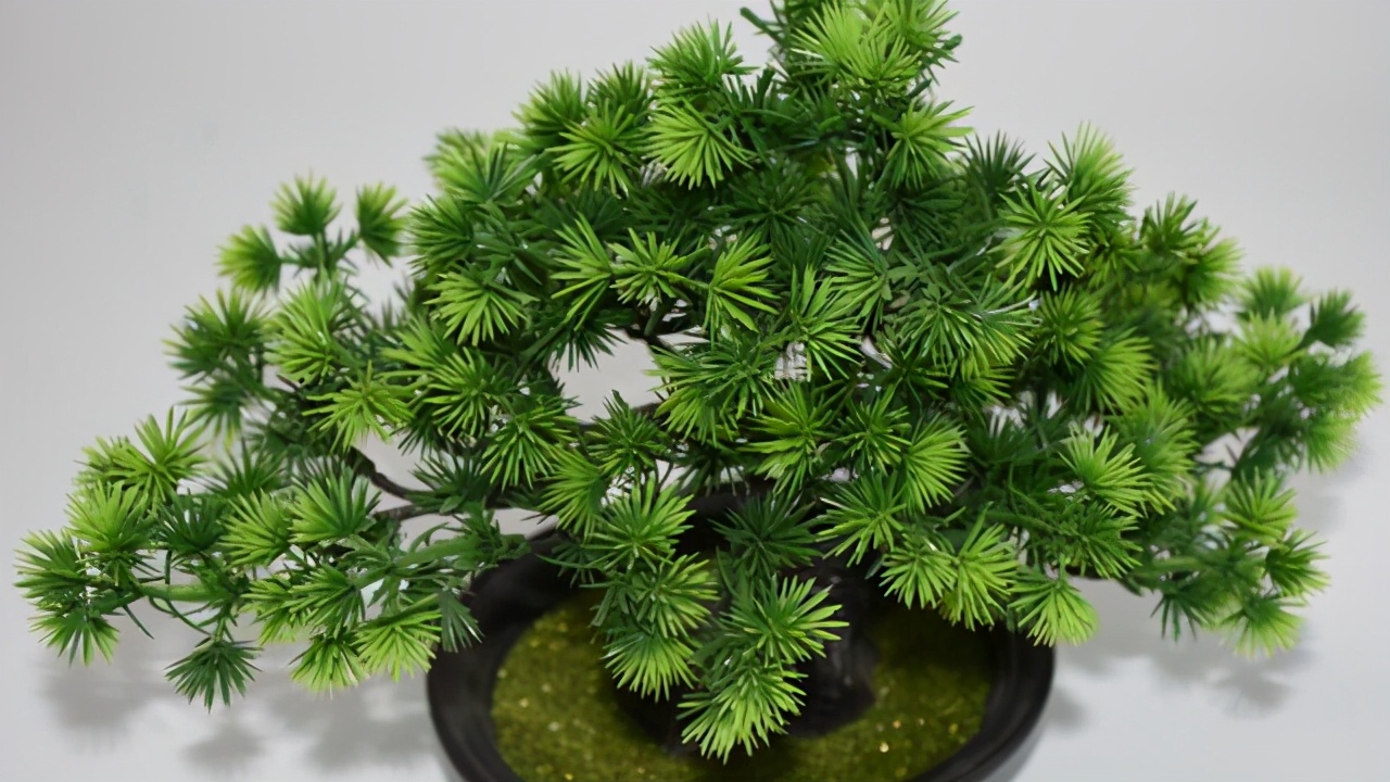 松柏翻盆时候盆面青苔要去除吗,松柏类树的换土方法