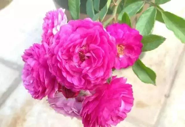 100种玫瑰的名字和图片,100种玫瑰品种科普你都认识吗