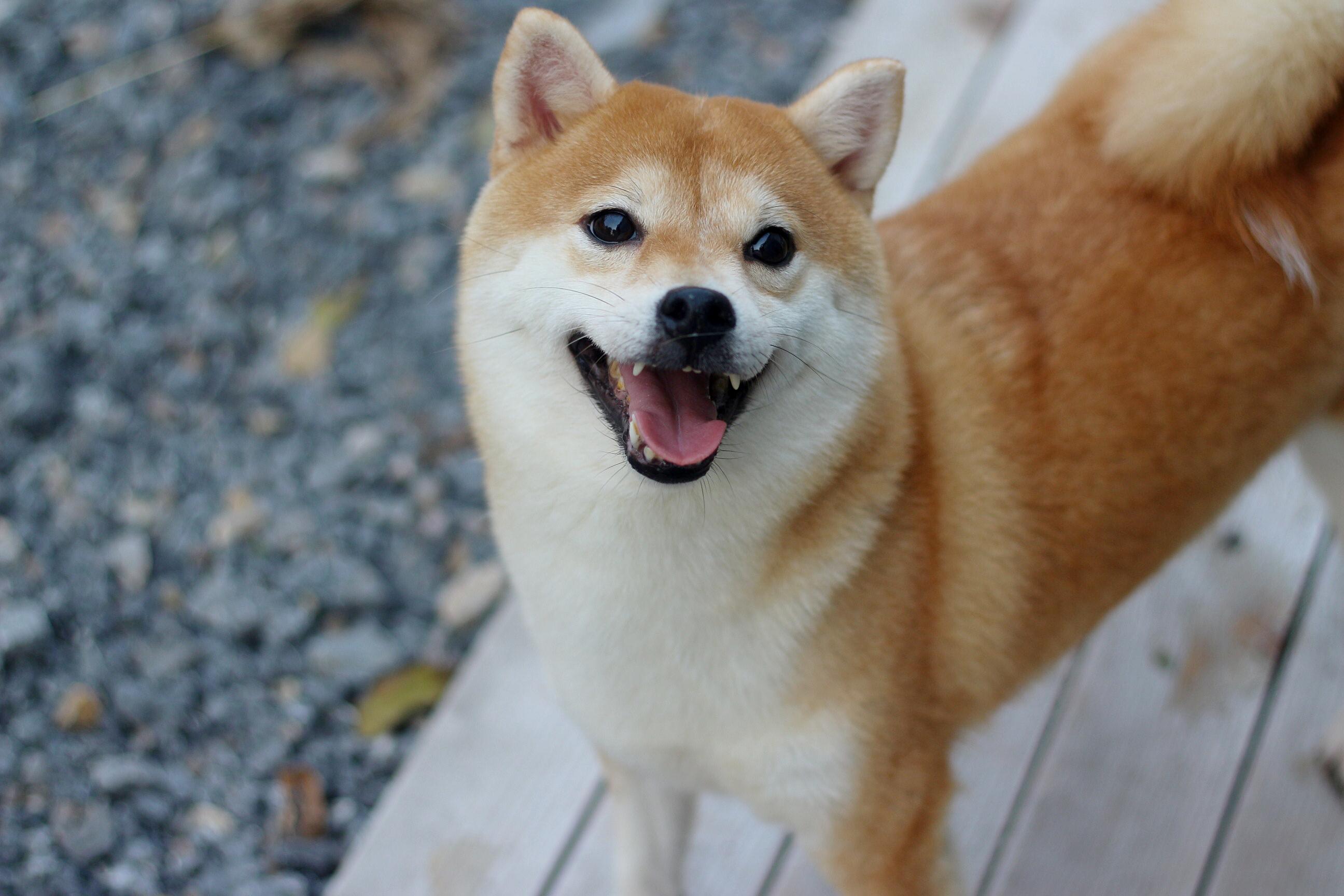 纯种柴犬和纯血统有什么区别,柴犬纯种和血统有什么区别