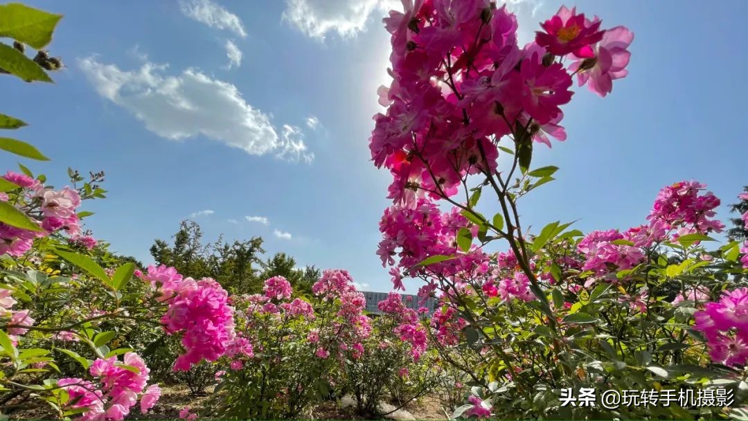 iphone12pro拍照效果,苹果12promax拍照使用技巧