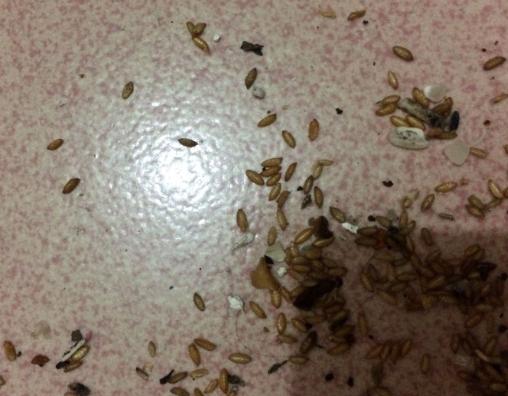 小米怎么生虫子,小米生虫子有什么办法把虫子除净