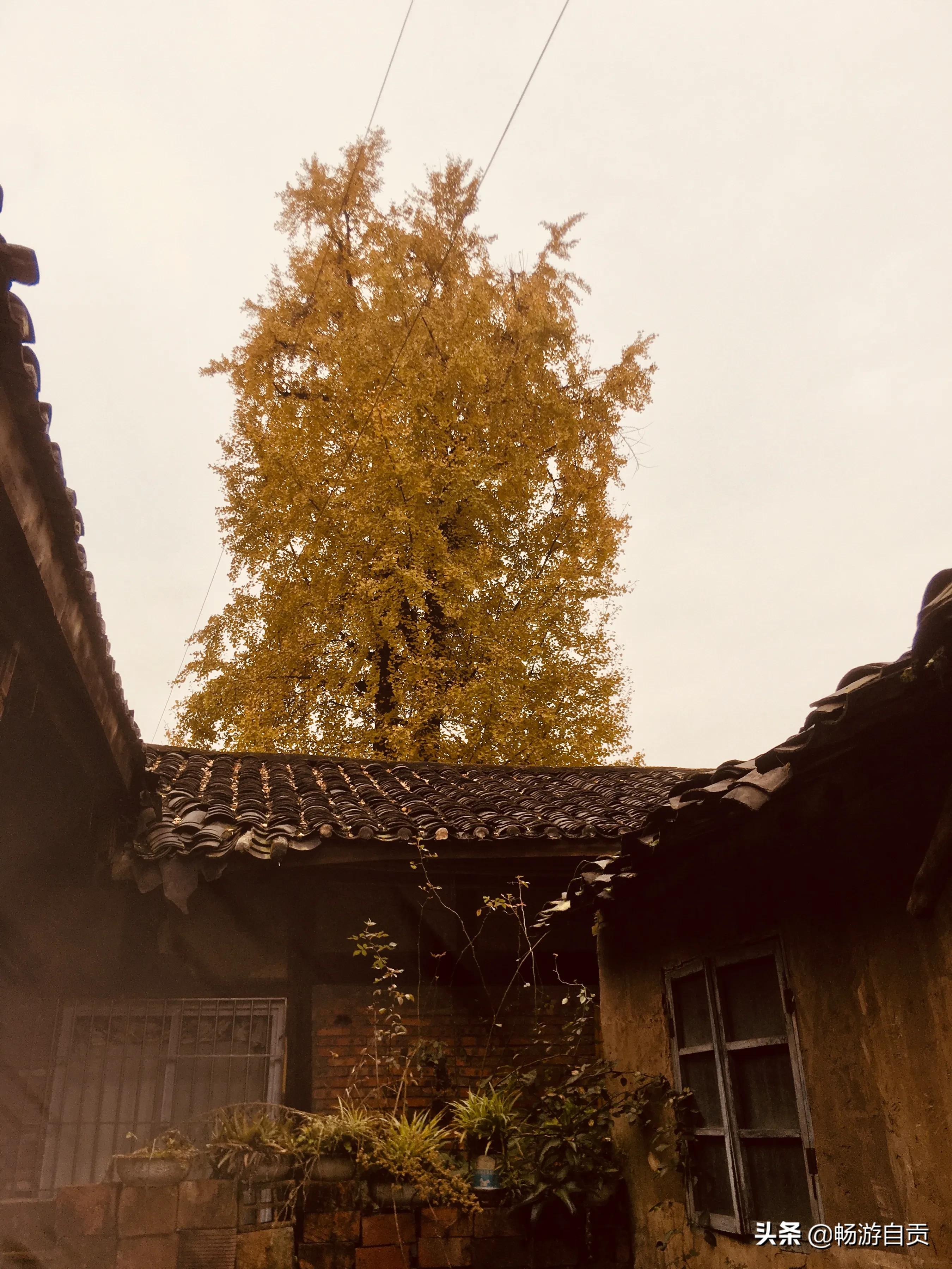 恰逢仲冬季节，追寻自贡唯美黄金叶