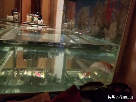 草金鱼不动身子斜是怎么回事,草金鱼尾巴弯曲怎么回事