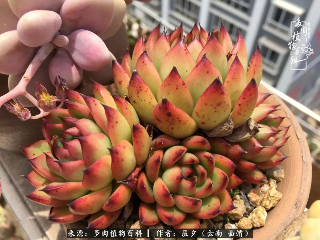 缂辩换鏃栨棊钁宠暏鐢熼,缂辩换鏃栨棊钁宠暏鐢熼鍑哄