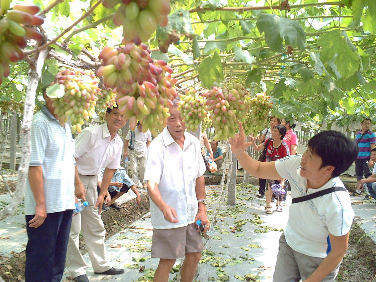 萄益彭山,乐活百年