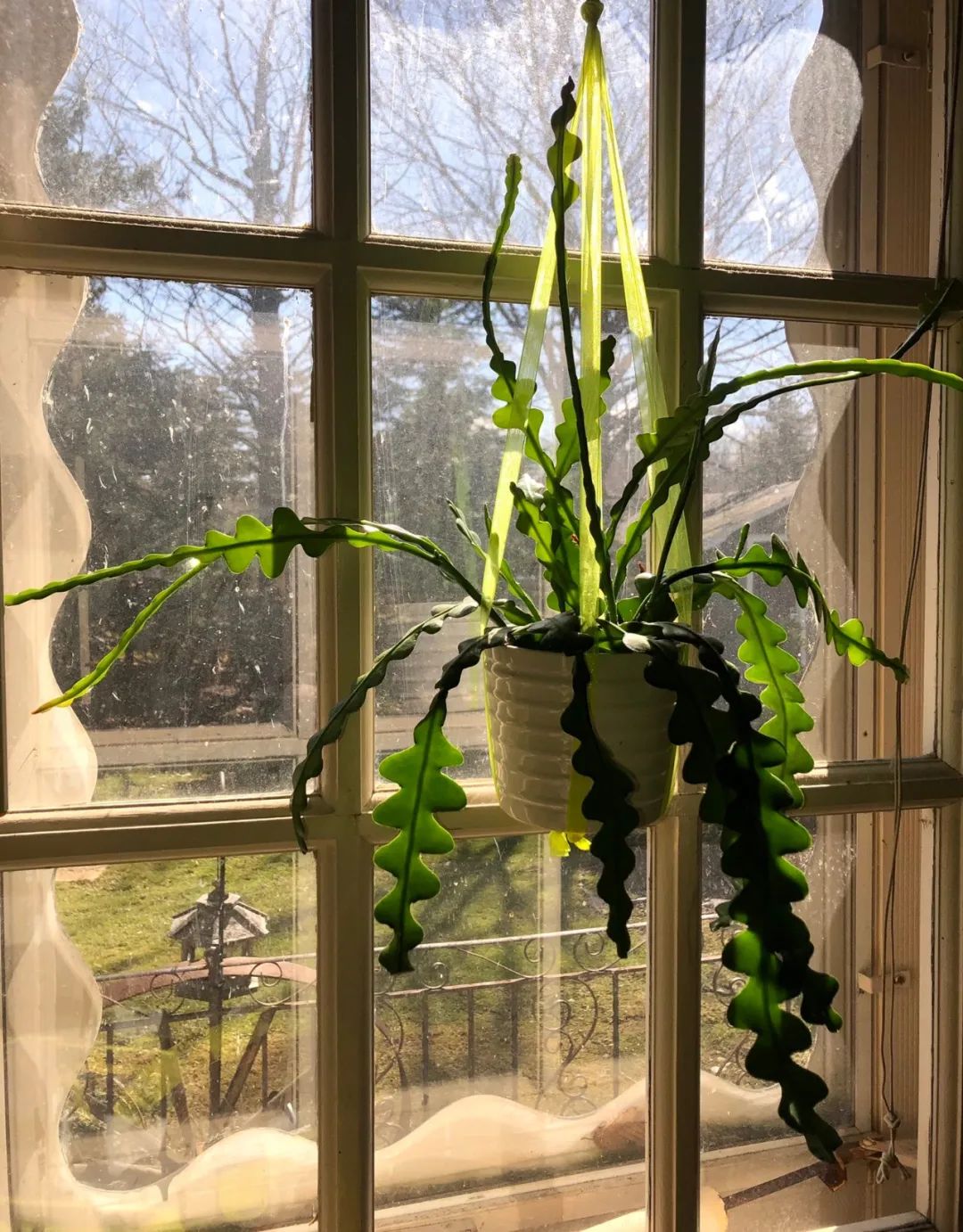 家里养的盆栽鱼骨令箭不开花,叶子发皱,可能是这5点没做好