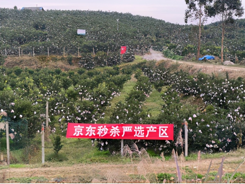 让网红爱媛橙不高冷，京东秒杀C2M的秘密