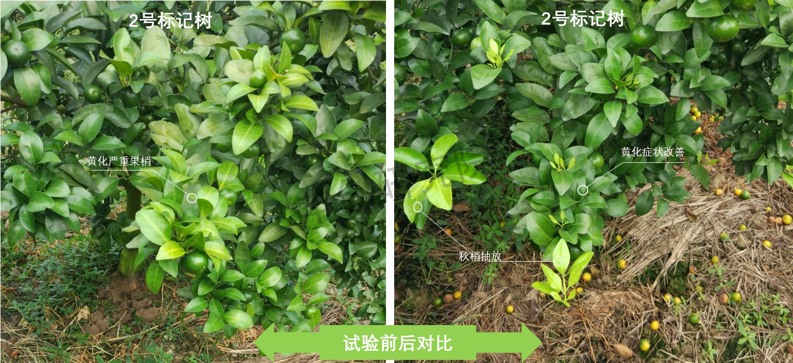 柑橘树浇灌粪水后烂根如何补救,柑橘叶子黄了是什么病