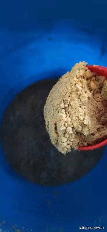 豆腐渣发酵饲养肉狗效果,发酵豆渣喂狗配方