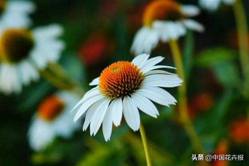 适合花园的花花草草,如何打造四季都有花的花园