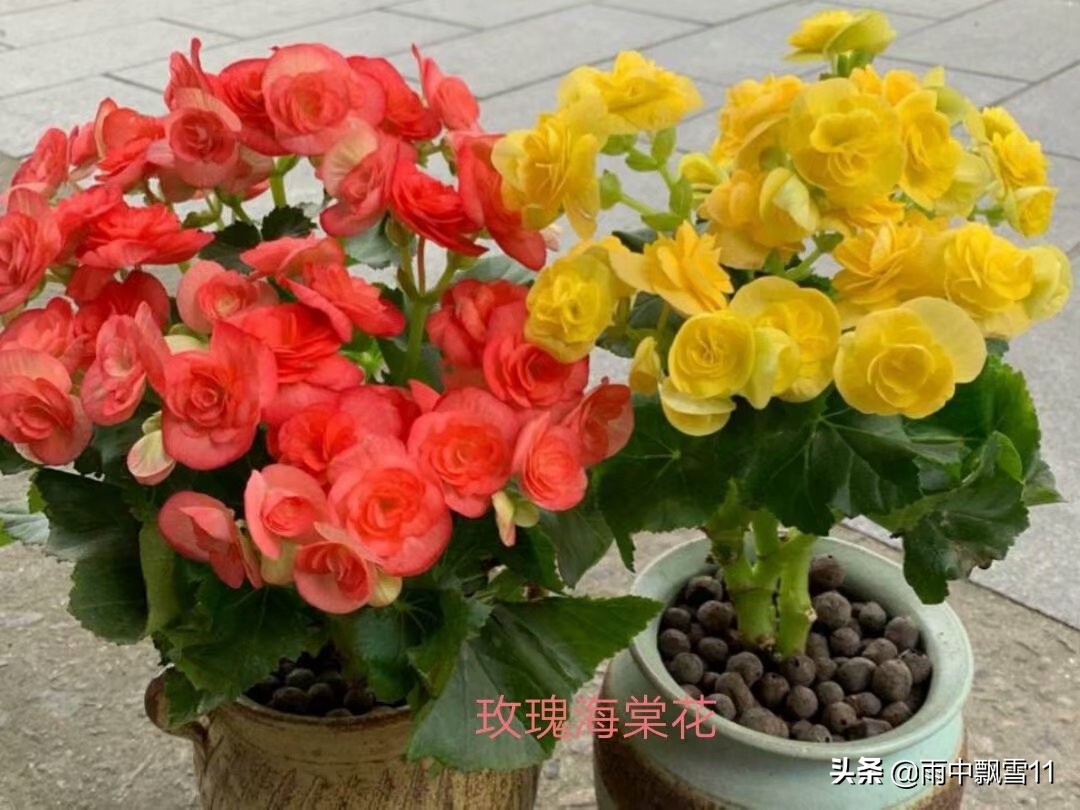 玫瑰海棠发新芽什么时候能开花,玫瑰海棠花秋冬怎么养护