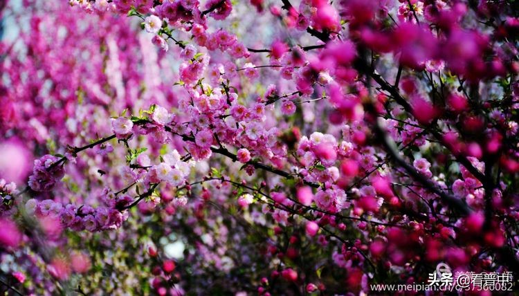 山西农大美丽的校园,山西农大校园风光