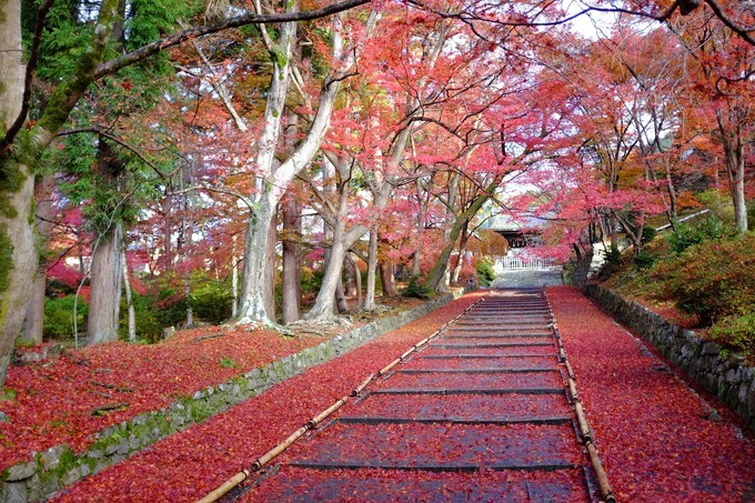京都赏枫2022,京都赏枫必去景点有哪些好玩的