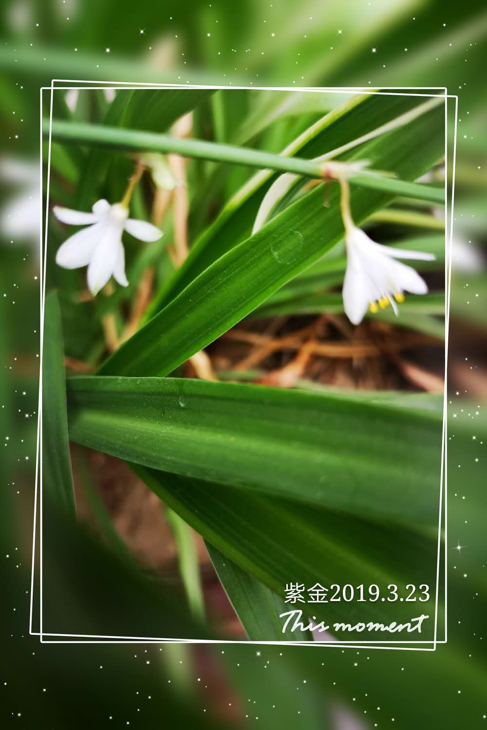 为什么水培竹子叶子发黄?怎么处理