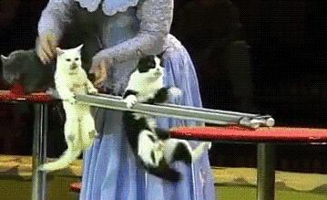 搞笑gif开心每一天,搞笑gif开心一刻动图