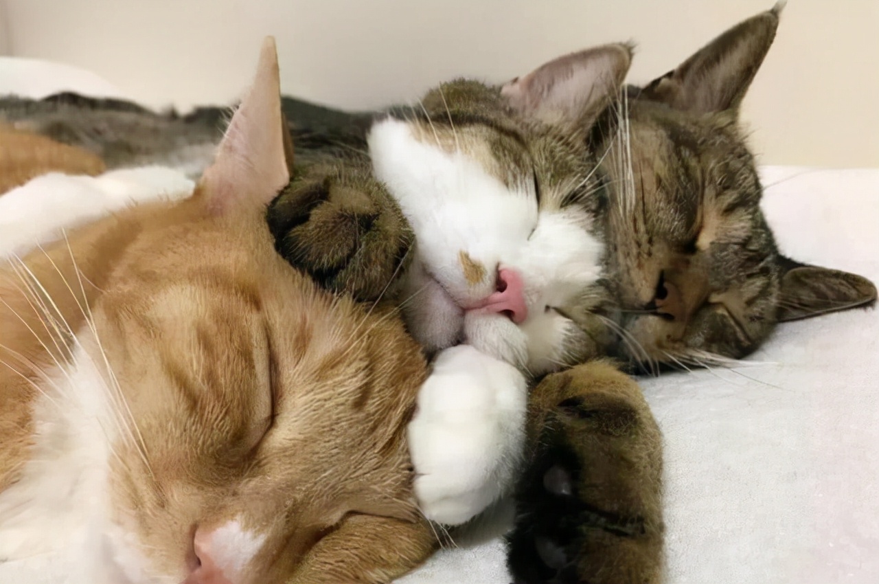 猫咪流眼泪是怎么回事怎么解决,猫咪流眼泪怎么回事怎么治疗