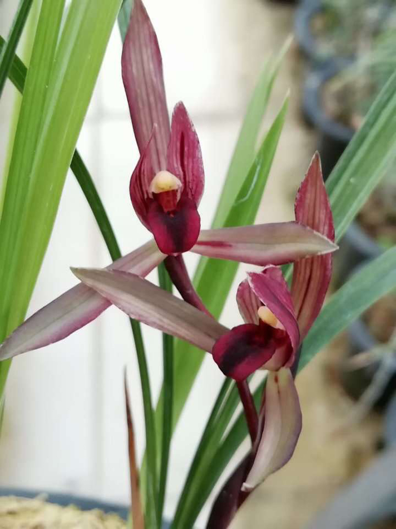 兰花叶从根部往上变黑,兰花叶变黄根变黑是啥原因