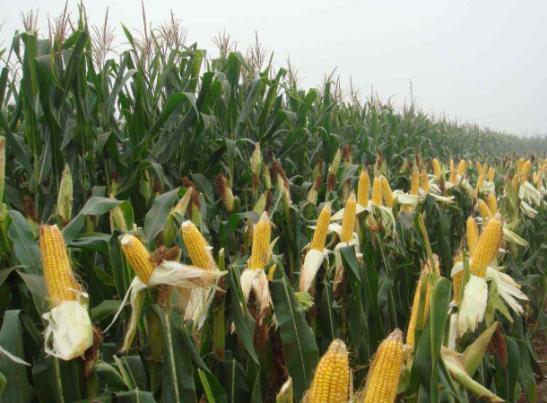 种植玉米高产技术有哪些,积温在2500到3000的高产玉米种子