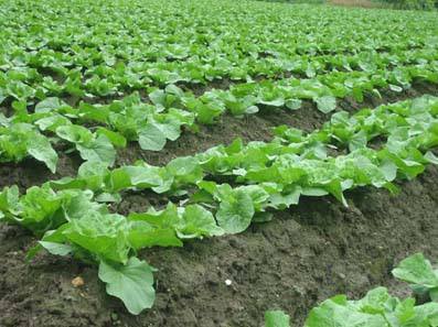 蜗牛吃菜预防土方法,蜗牛防治最有效方法