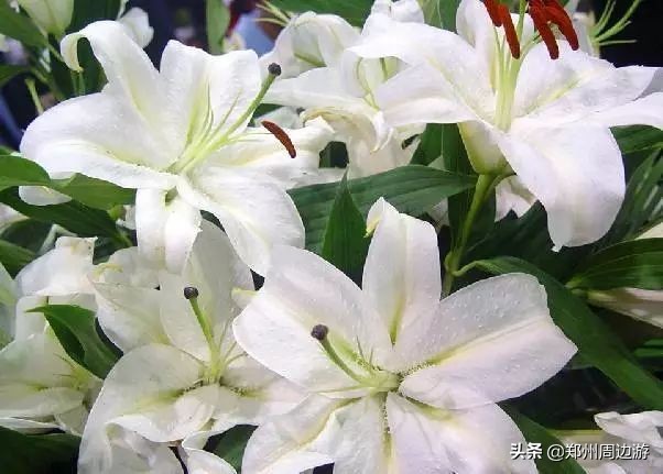 十种最旺客厅的花冬季,春节喜庆花卉有哪些