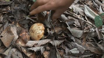 一朵野生菌的视频,野生菌的独特之处