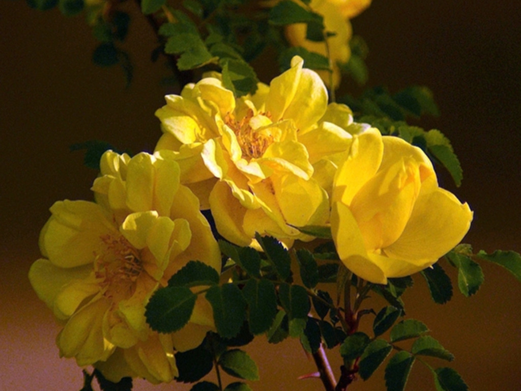 月季玫瑰分不清的意思,月季跟玫瑰的区别哪个好养