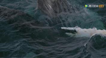 炸裂9.9，BBC再出神片，美得让人脸红