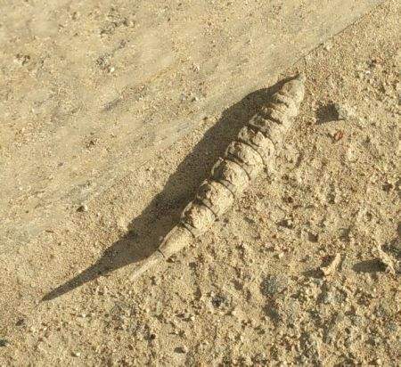 看着像个大苍蝇,叮马叮牛还叮人,晒干就是好药材,小记牛虻