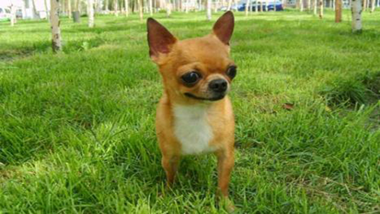 吉娃娃固定神器,吉娃娃遛娃神器