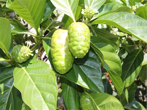 诺丽果海南哪里种植,诺丽果新鲜果实怎么种