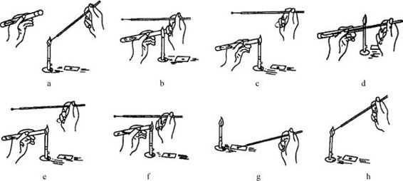 细菌的形态学观察实验原理,细菌的形态结构实验报告