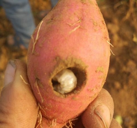 蔬菜地下害虫怎么治,蔬菜土里防虫药有效吗