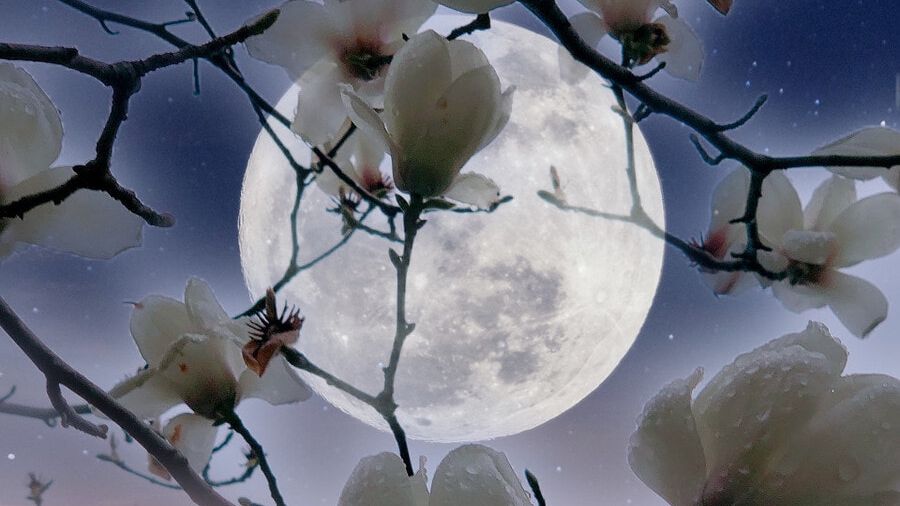 最美望月七绝现代诗词,清风望月诗句大全