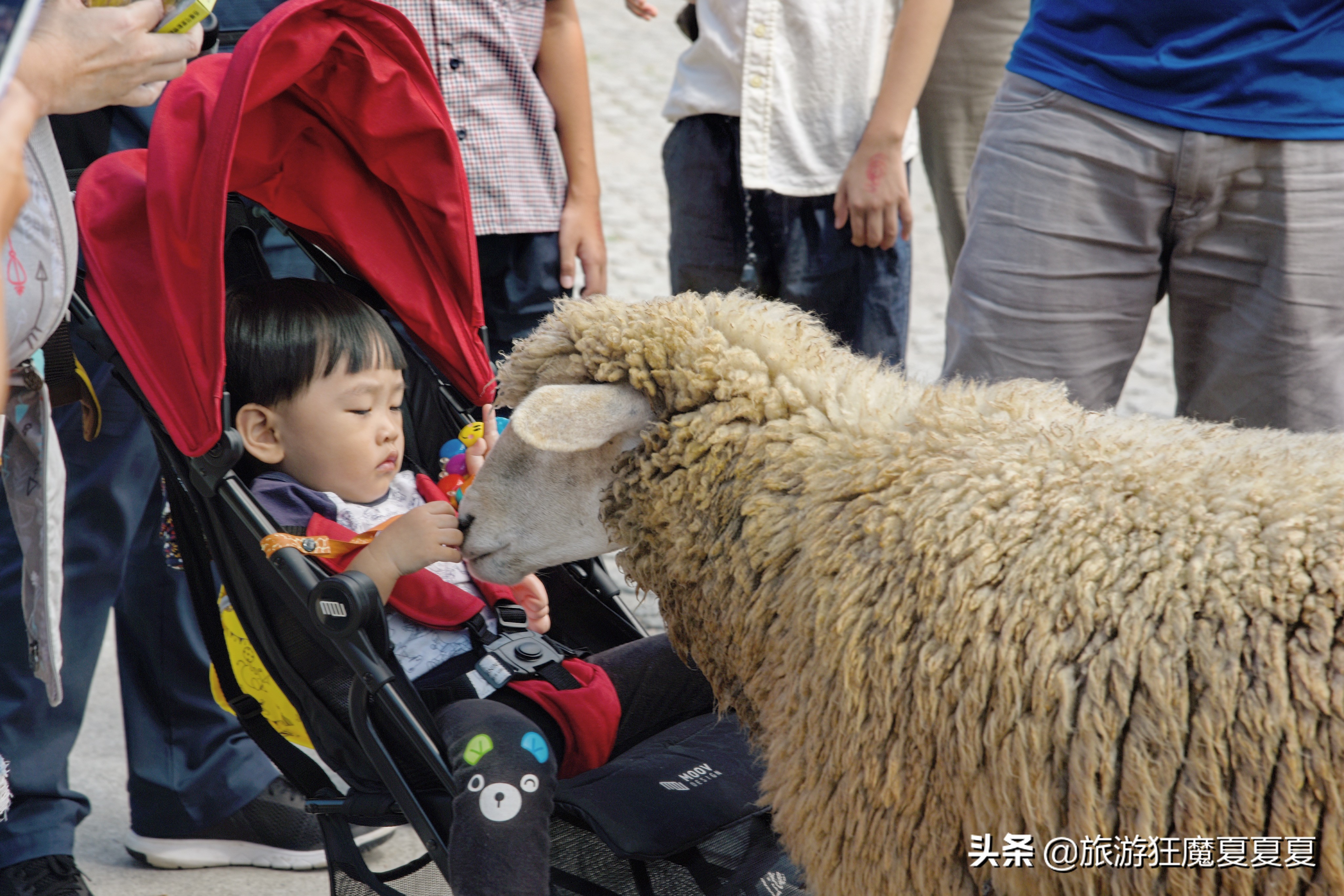 台湾清境农场，亲子旅游好去处，蒋经国先生都给予高度评价
