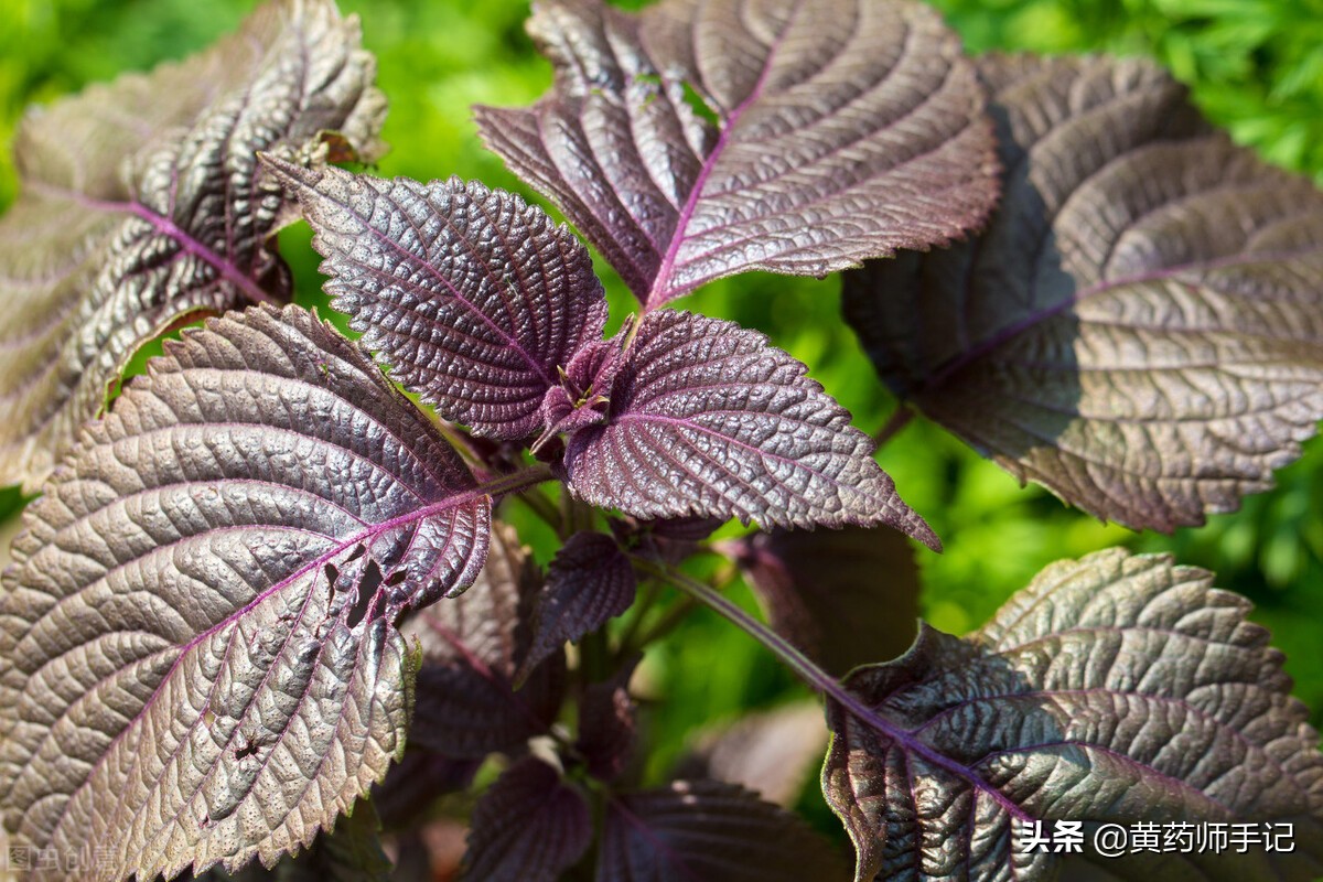 泡毒蛇的祛风中药,治疗十种毒蛇咬伤的应急草药图片