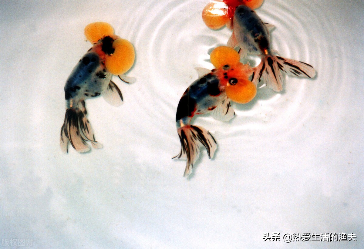 有哪些传统金鱼品种,中国传统的金鱼品种祖先