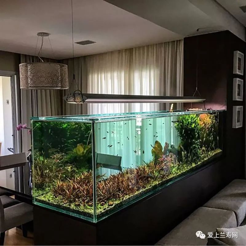 鱼缸五十种鱼,家庭鱼缸养什么鱼更容易存活