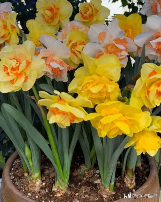 洋水仙没开花第二年能开花吗,洋水仙栽种多长时间可以开花
