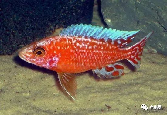 三湖慈鲷马鲷孔雀鱼多久发色,三湖慈鲷鱼之马鲷鱼