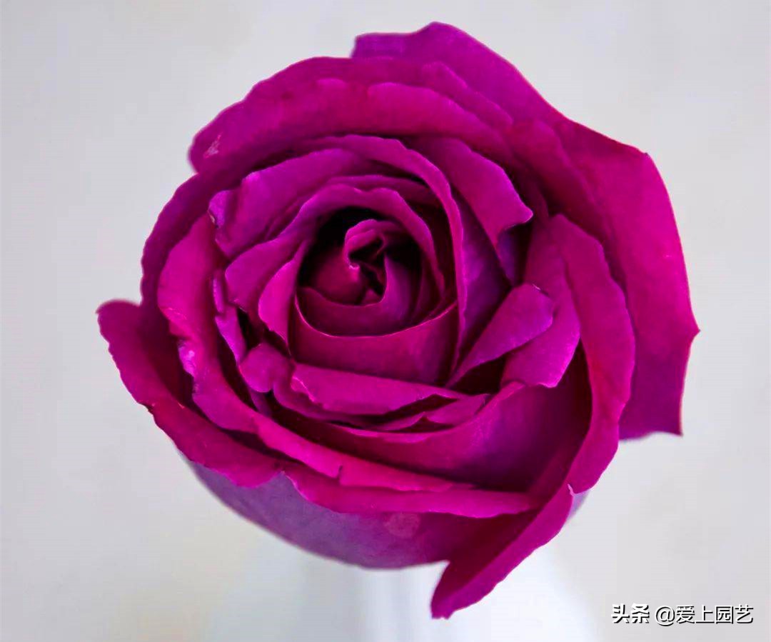 紫红色浓香月季有哪些品种,常见的大花浓香型月季