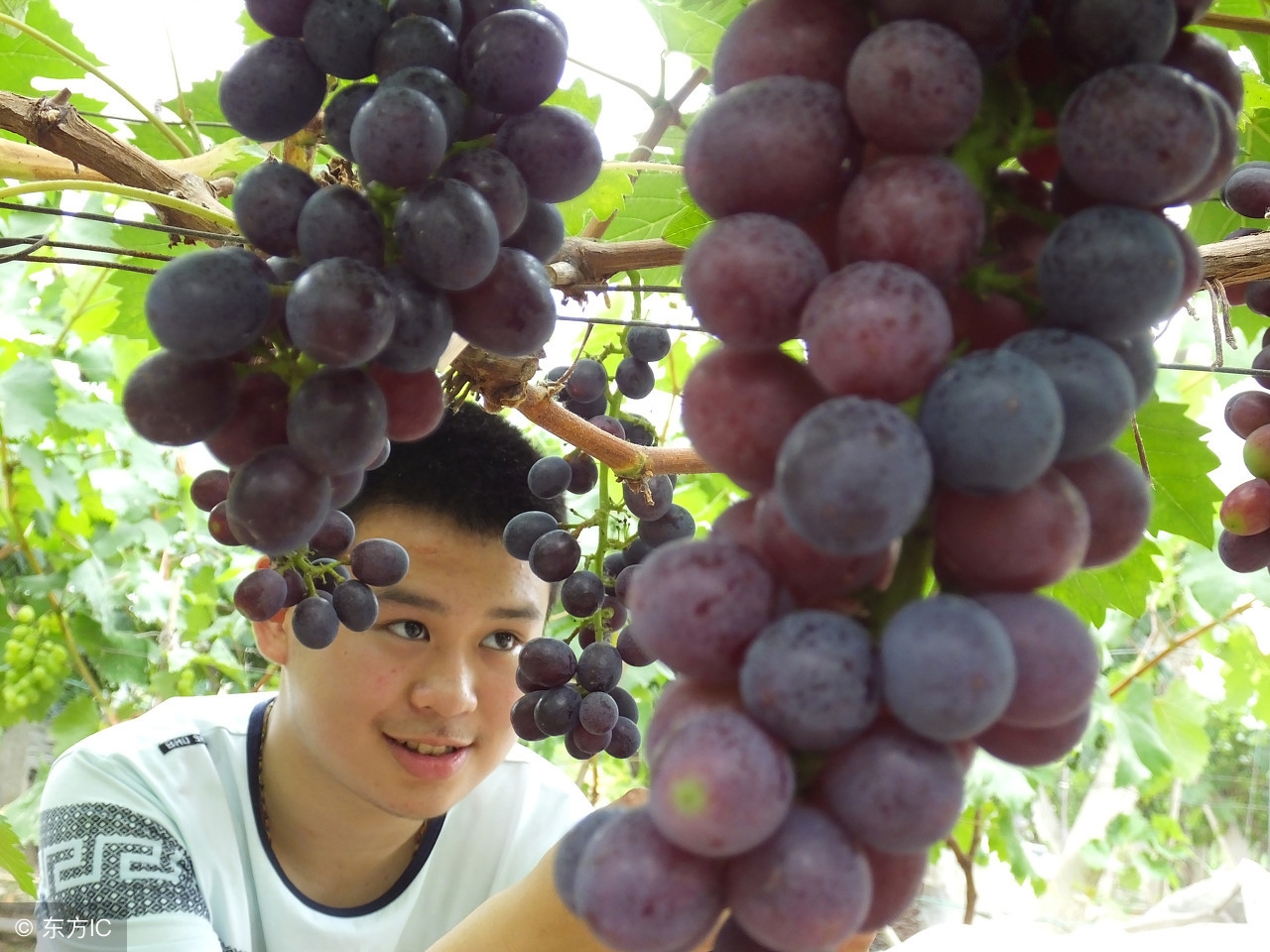 香槟也是葡萄酒,香槟酒的价值及图片