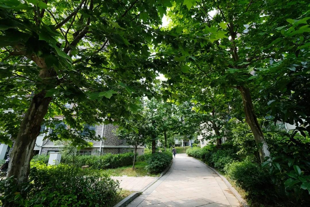 幸福村庄的密码,幸福林带中的幸福密码